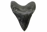 Fossil Megalodon Tooth - Polished Tooth #165046-1